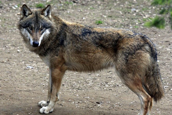 prague-zoo-admission-ticket-including-round-trip-transfer