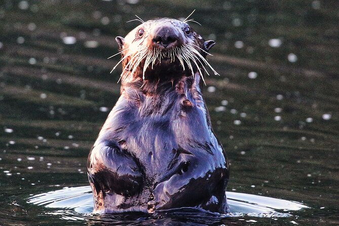 premier-whale-watching-and-wildlife-tour-2