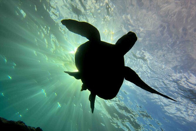 premium-afternoon-scuba-charter-for-all-certified-diver-levels