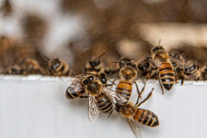 private-2-hour-beekeeping-classroom-tour-in-honokaa