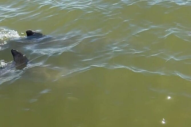 private-2-hour-dolphin-eco-tour-marco-island-fl
