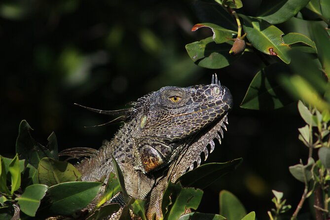 private-2-hour-mangrove-ecotour-2