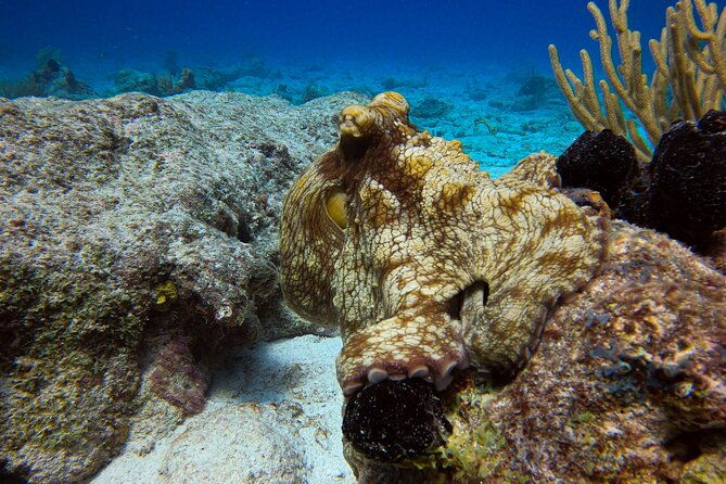 private-2-tank-guided-experience-in-curacao-for-certified-divers