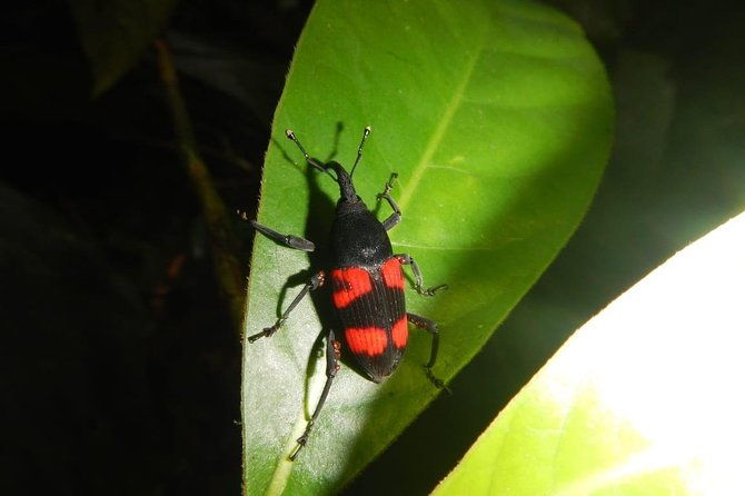 private-4-hours-night-jungle-hike-panama-tour