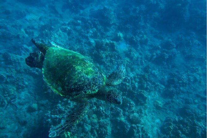private-beginner-paddleboard-lesson-with-snorkel-in-turtle-town