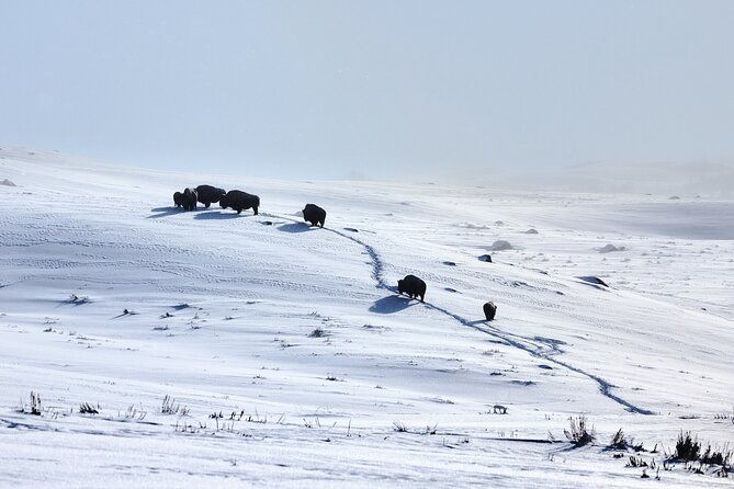 private-bespoke-yellowstone-photography-safari-half-day