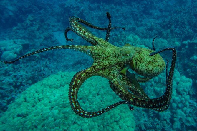 private-big-island-snorkeling