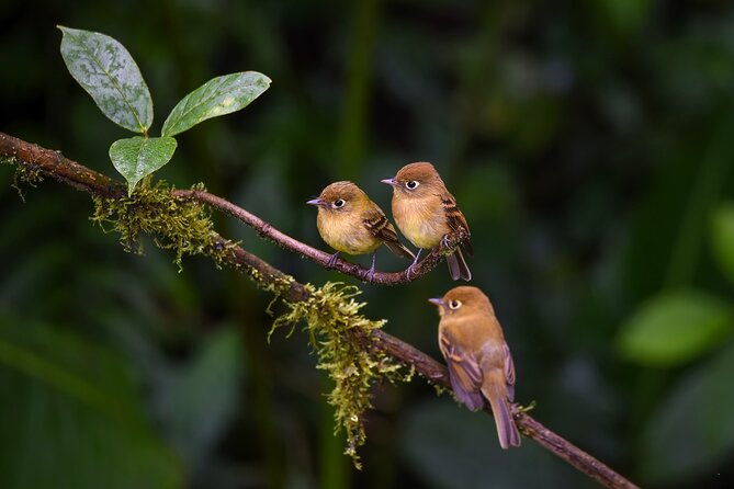 private-birdwatching-tour-and-photography