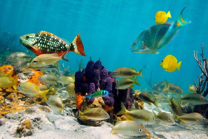 private-boonze-cruise-and-snorkeling-at-punta-cana
