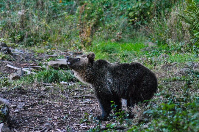 private-brown-bear-watching-experience-near-odorheiu-secuiesc