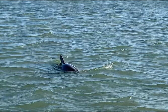 private-charleston-dolphin-and-eco-boat-tour-2