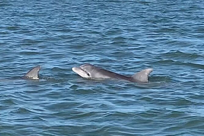 private-charleston-sunset-dolphin-cruise-2