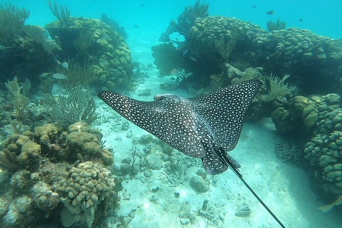 private-charter-28ft-grady-white-stingrays-snorkeling-starfish
