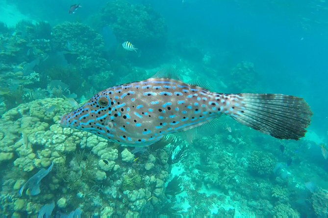 private-charter-34ft-express-cruiser-stingay-city-reef-snorkeling