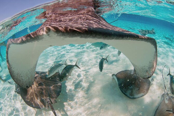private-charter-reef-fishing-stingray-city-snorkel-mangroves