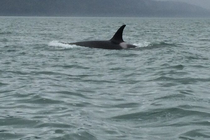 private-charter-scenic-wildlife-excursion-for-cruise-passengers