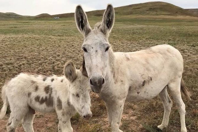 private-custer-state-park-safari-and-hiking-tour