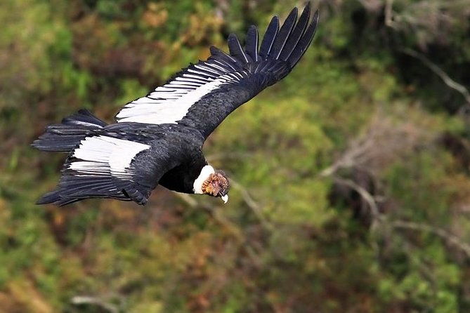 private-day-tour-antisana-volcano-nature-birds-condors-watching