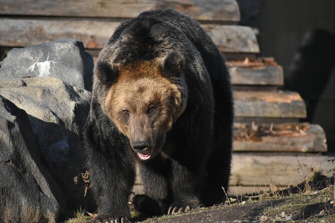 private-day-trip-to-asahiyama-zoo-and-biei-blue-pond