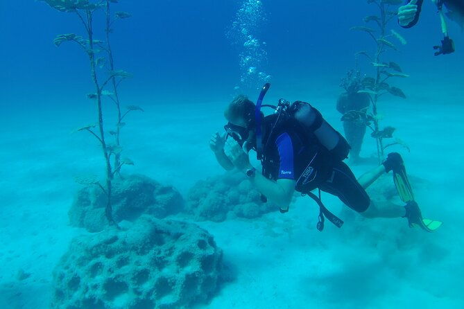 private-diving-cyprus-experience-protaras-and-ayia-napa-turtles