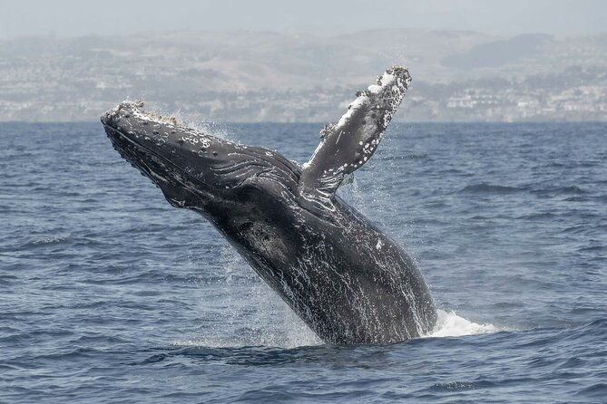 private-dolphin-and-whale-watching-tour-in-newport-beach