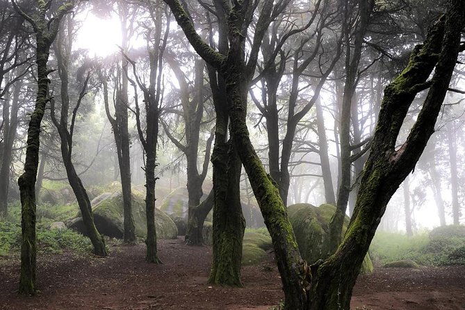 private-evening-walk-inside-the-forest-sintra-mountains-inbetween-wolves-2