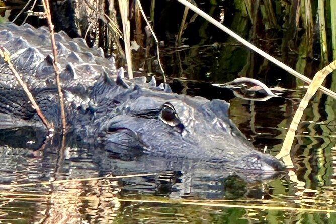 private-everglades-kayak-tour-see-the-real-everglades-with-us