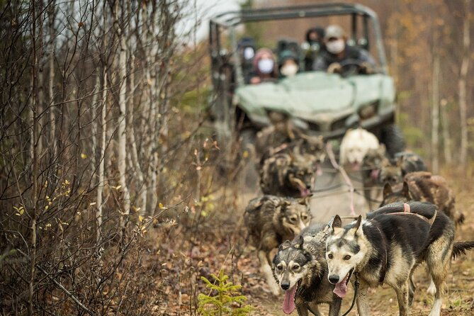private-fall-foliage-mushing-cart-ride-in-fairbanks-2