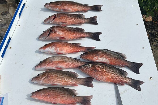 private-fishing-charter-in-tampa