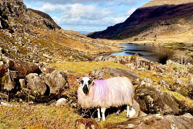 private-full-day-tour-from-killarney-ring-of-kerry-skellig