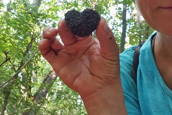 private-guided-truffle-hunting-tour-in-serbia-with-lunch