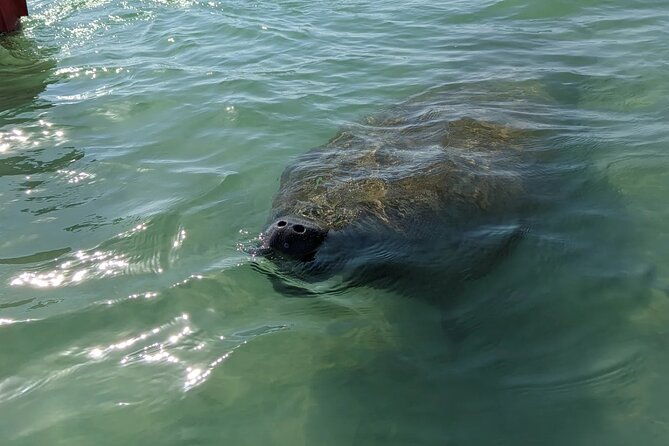private-half-day-boat-tour-in-sarasota-florida