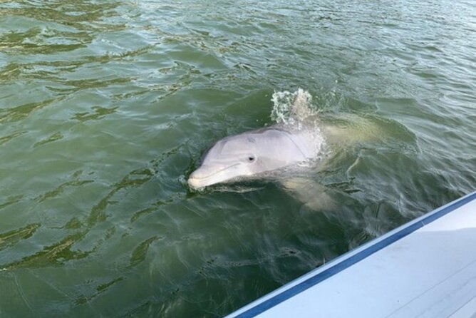 private-hilton-head-dolphin-tour