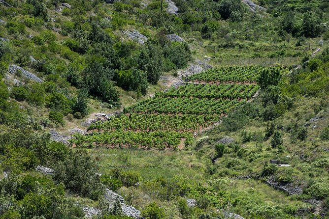 private-hvar-wine-tasting-tour