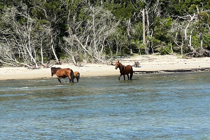 private-island-eco-tours-on-a-private-boat-from-shackleford-banks