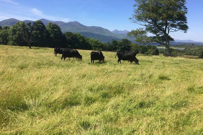 private-killarney-national-park-tour-with-an-accredited-chauffeur-guide