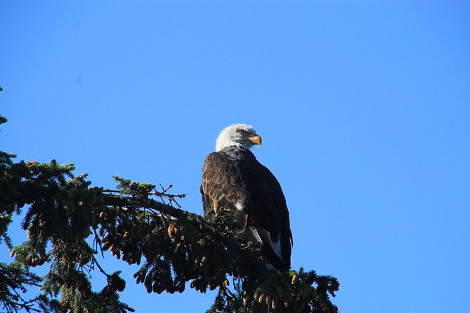 private-luxury-shore-excursion-skagway-ak-to-emerald-lake-yukon-2