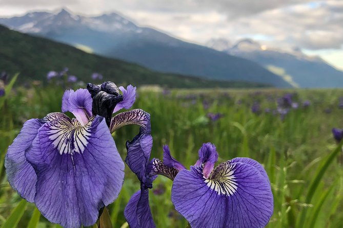 private-luxury-shore-excursion-skagway-ak-to-emerald-lake-yukon
