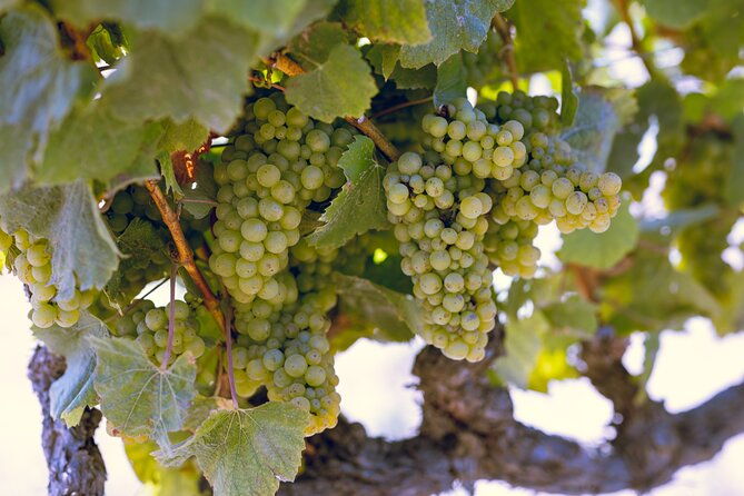 private-luxury-transportation-experience-napa-2