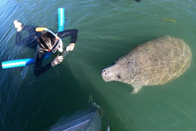 private-manatee-snorkeling-tour