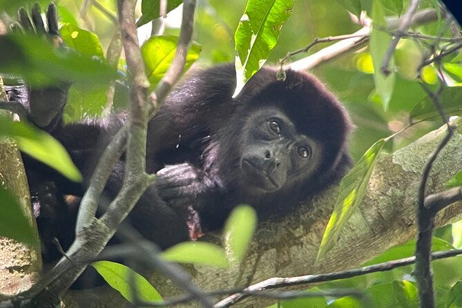 private-manuel-antonio-sunset-and-night-tour