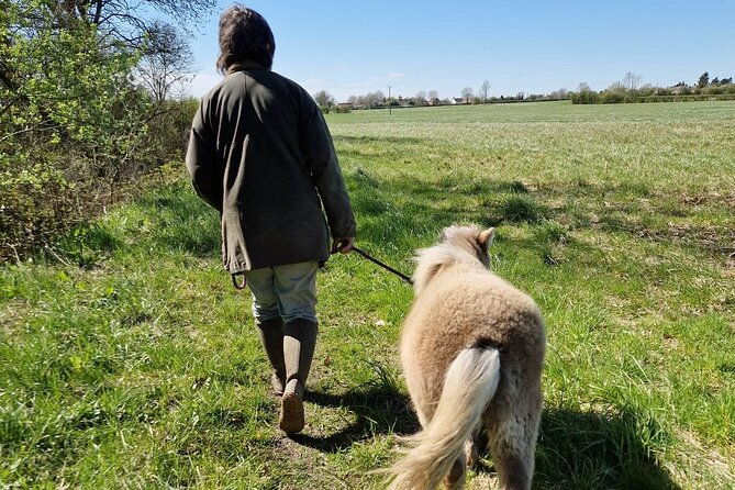 private-miniature-horse-walking-near-lincoln