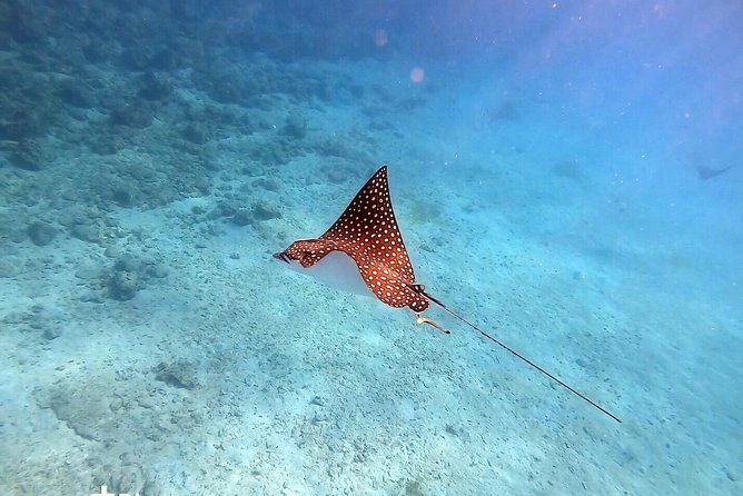 private-morning-half-day-snorkeling-trip