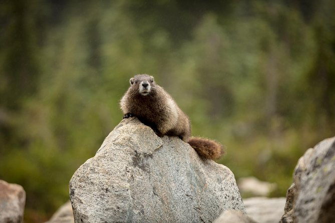 private-mt-rainier-national-park-day-trip-from-seattle-2