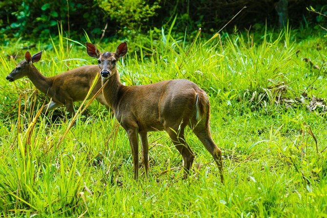 private-nature-tour-in-cabo-blanco-park-costa-rica