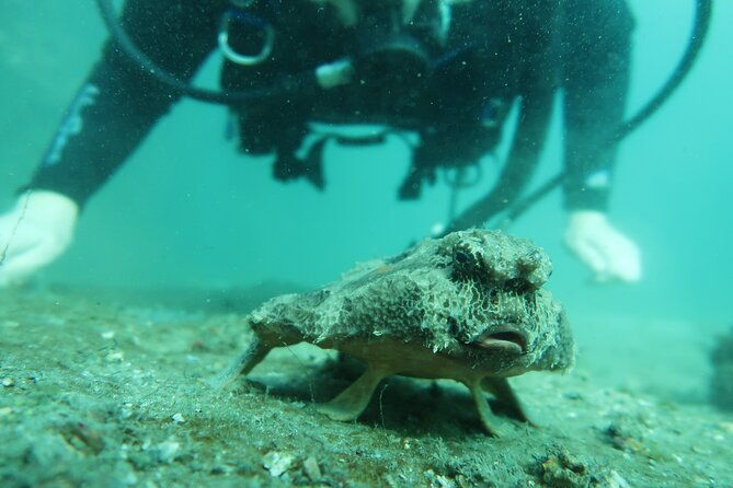 private-scuba-diving-expert-led-excursion-training-with-tour