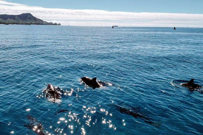 private-snorkeling-and-wildlife-on-the-adventure-boat