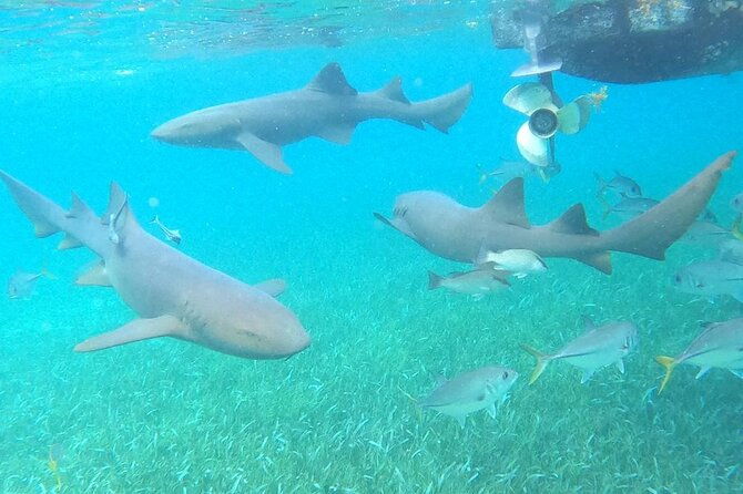 private-snorkeling-hol-chan-marine-reserve-and-shark-ray-alley