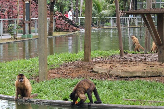 private-tour-at-the-zoo-and-science-forest-in-manaus