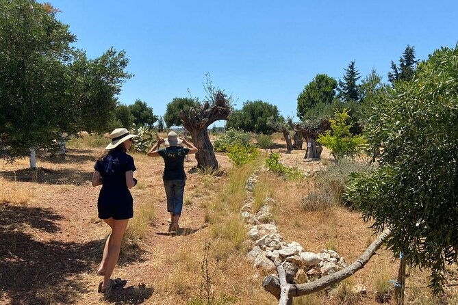 private-tour-discover-the-secret-world-of-olives-in-afantou